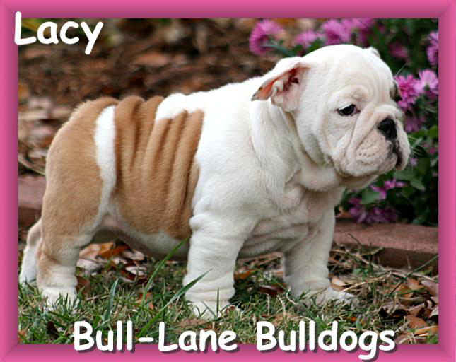 bull-lane bulldogs