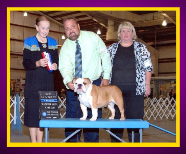 champion english bulldog