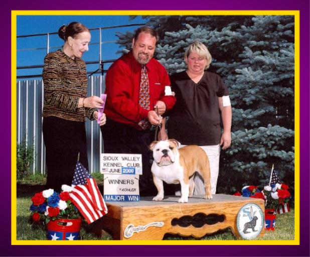 champion english bulldog