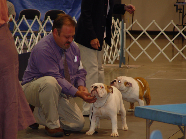 champion english bulldog