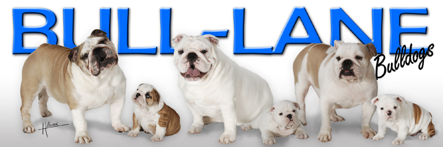 images for pictures of english bulldogs for sale