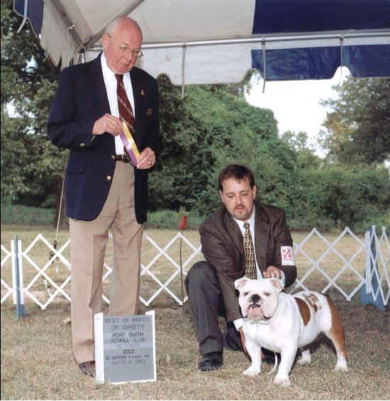 images for champion english bulldogs