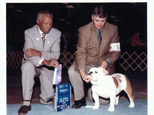 images for famous champion english bulldogs