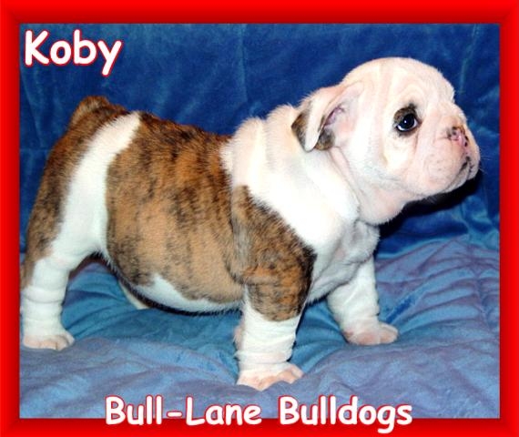 bulldog puppy